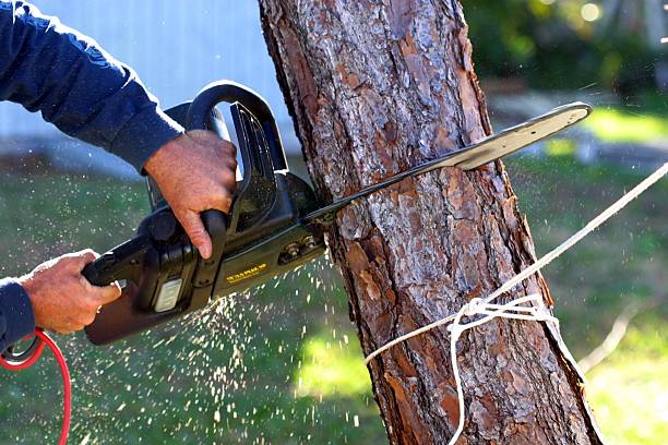 Best Utility Line Clearance  in Jacksonville, NC